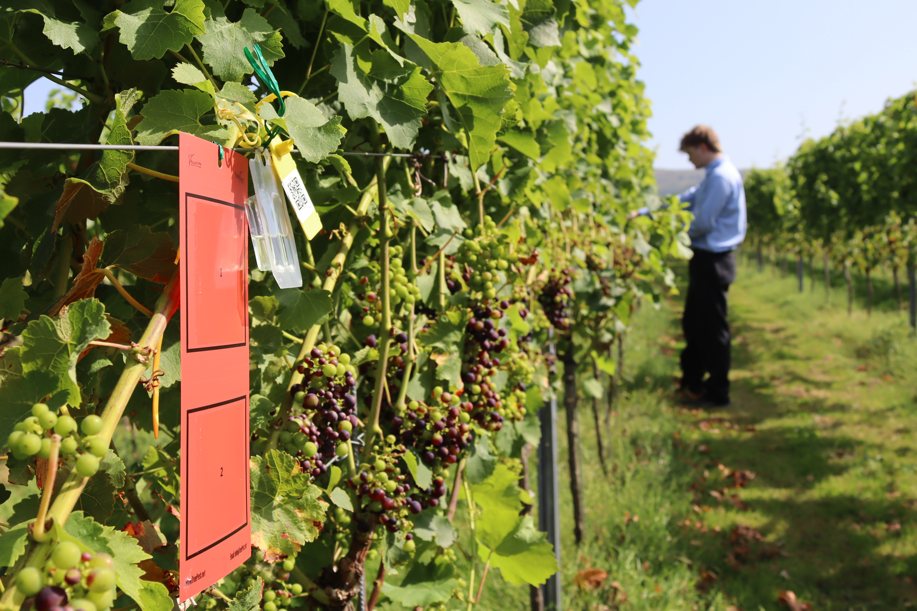 Vineyard Monitoring