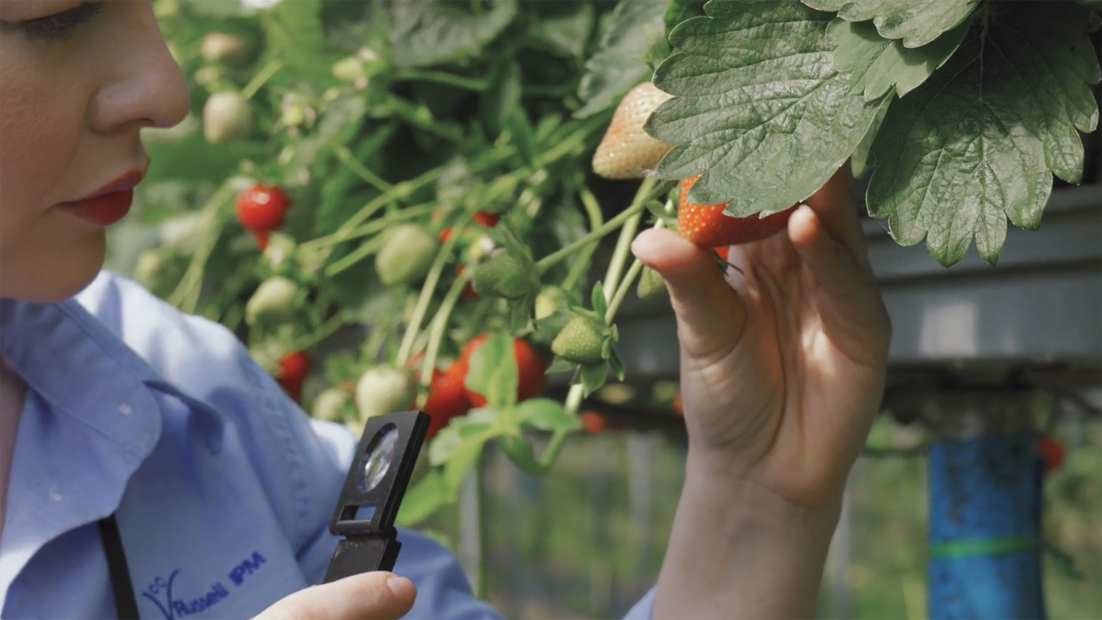 Soft Fruit Monitoring